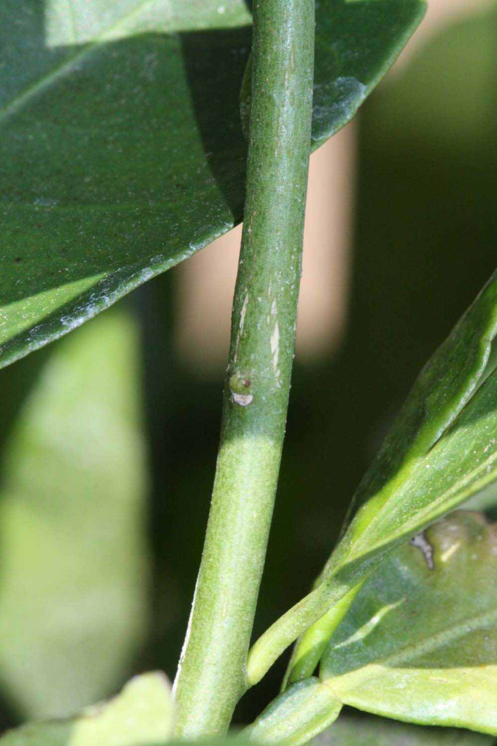            First year twig (Riverside, CA)   